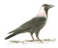 Indian House Crow